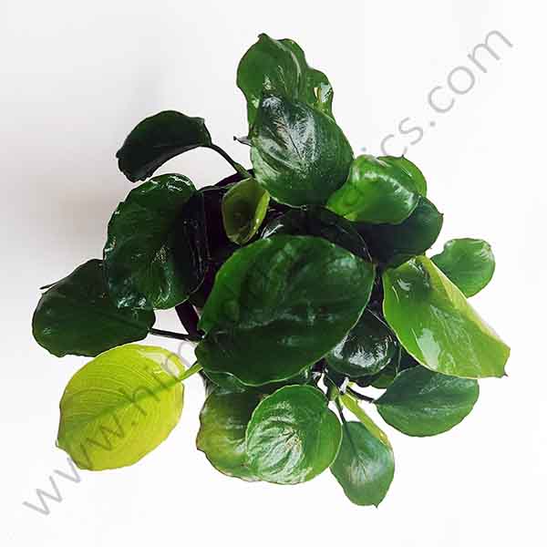 Anubias barteri Coin Leaf (large plant pot) - Image 3