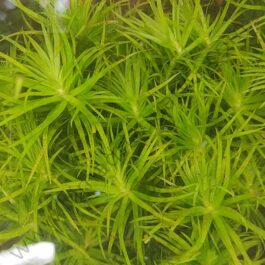 Syngonanthus sp. ‘Lago Grande’/ Tonina uaupes (6 stem cuttings)