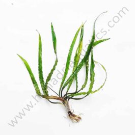 Cryptocoryne Balansae Red (Single Plant)