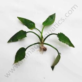 Cryptocoryne Pontederiifolia/ Cryptocoryne alba