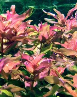 Rotala macrandra 'mini butterfly' (6 stems)
