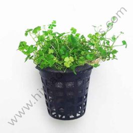 Hydrocotyle tripartita “Honda” (large pot)