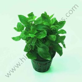 Staurogyne Repens (large pot)