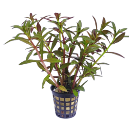 Limnophila Hippuridoides/ Limnophila aromatica (large pot)