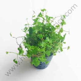 Hydrocotyle tripartita “Honda” (large pot)