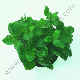 Staurogyne Repens (large pot)