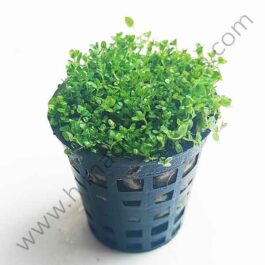 Hemianthus Callitrichoides Cuba jumbo size ( 10 pots/ patches)