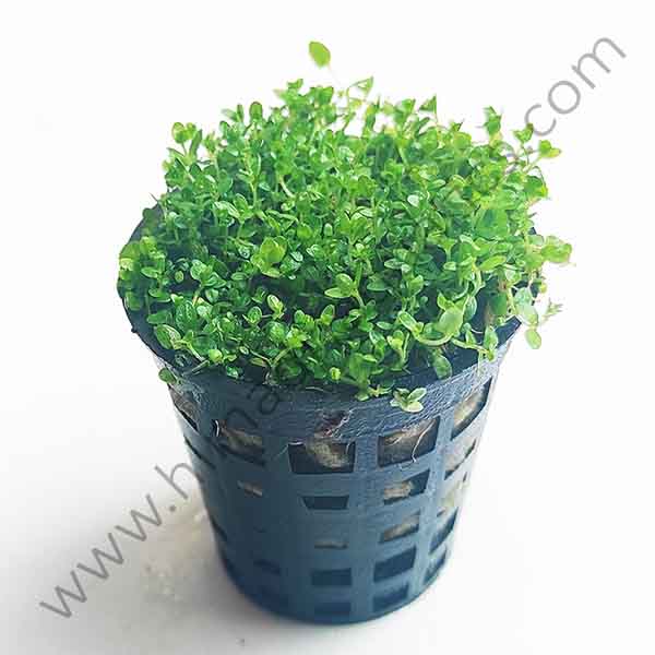 Hemianthus Callitrichoides Cuba (Large Pot/ patch)