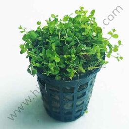 Micranthemum Monte Carlo