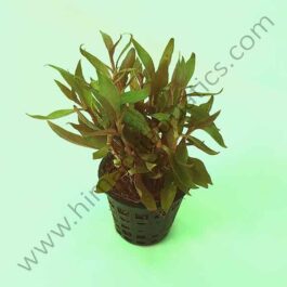 Alternanthera reineckii ‘mini’ (Large pot)