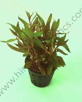 Alternanthera reineckii 'mini' (Large pot)