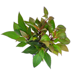 Hygrophila Corymbosa ‘Compacta’/ Hygrophila ‘Compact’ (large pot)