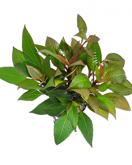 Hygrophila Corymbosa 'Compacta'/ Hygrophila 'Compact' (large pot)