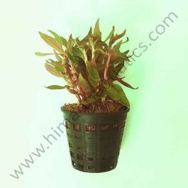 Alternanthera reineckii ‘mini’ (Large pot)