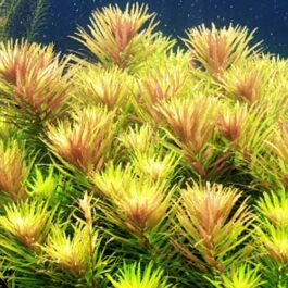 Limnophila Hippuridoides/ Limnophila aromatica (3 stems)