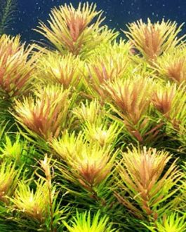 Limnophila Hippuridoides/ Limnophila aromatica (3 stems)