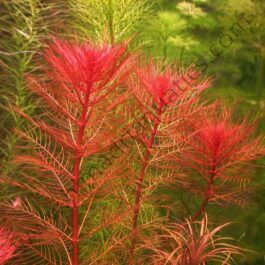 Myriophyllum Tuberculatum (3 stem cuttings)