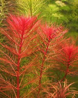 Myriophyllum Tuberculatum (3 stem cuttings)