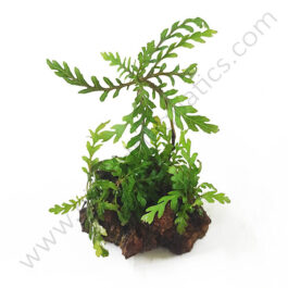 Hygrophila pinnatifida and Trident fern-combo (exotic pack)