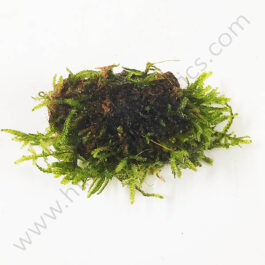 Vesicularia sp ‘Mini Christmas moss’ bunch on rock