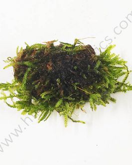 Vesicularia sp ‘Mini Christmas moss’ bunch on rock