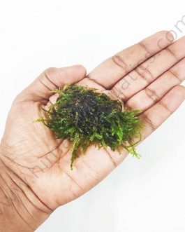 Vesicularia sp ‘Mini Christmas moss’ bunch on rock