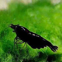 Black diamond shrimp