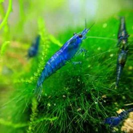 Blue velvet shrimp/ Neocaridina davidi ( 5 pairs)