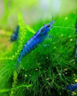 Blue velvet shrimp/ Neocaridina davidi ( 5 pairs)