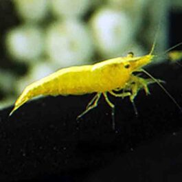 Yellow golden-back shrimp ( 5 pairs)