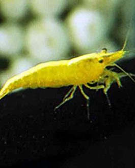 Yellow golden-back shrimp ( 5 piece)
