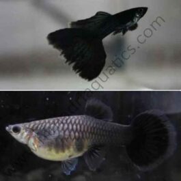 Moscow jet black guppy pair