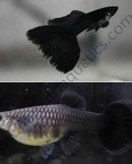 Moscow jet black guppy pair