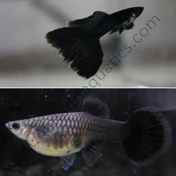 black guppy female