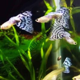 Pandora’s blue mossaic guppy pair