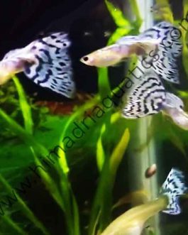 Pandora’s blue mossaic guppy pair