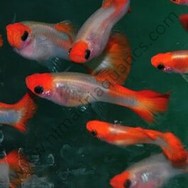 See through koi guppy pair