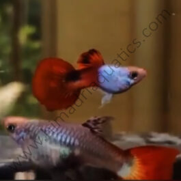 Silverado red tail guppy pair