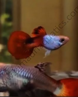 Silverado red tail guppy pair