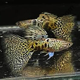 Tiger yellow king cobra guppy pair