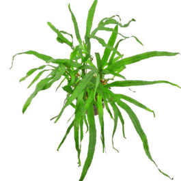 Hygrophila pinnatifida and Trident fern-combo (exotic pack)