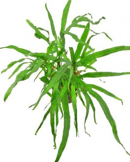 Hygrophila pinnatifida and Trident fern-combo (exotic pack)