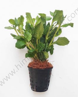 Hygrophila difformis -Variegated (Large Pot)