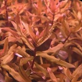 Ammannia senegalensis (3 stem cuttings)