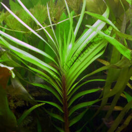 Eichhornia azurea/ Giant azurea (1 stem cutting)