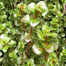 Rotala macrandra/ Giant rotala (6 stem cuttings)