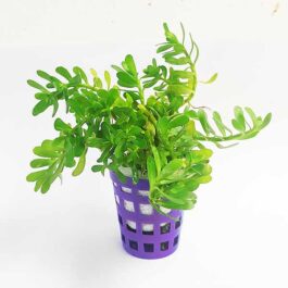 Bacopa monnieri/ Water hyssop/ Moneywort (large pot)