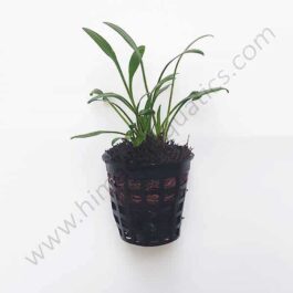 Cryptocoryne parva/ Dwarf cryptocoryne (large pot)