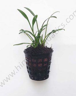 Cryptocoryne parva/ Dwarf cryptocoryne (large pot)