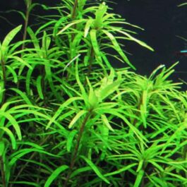 Eichhornia diversifolia/ Dwarf azurea (3 stem cuttings)